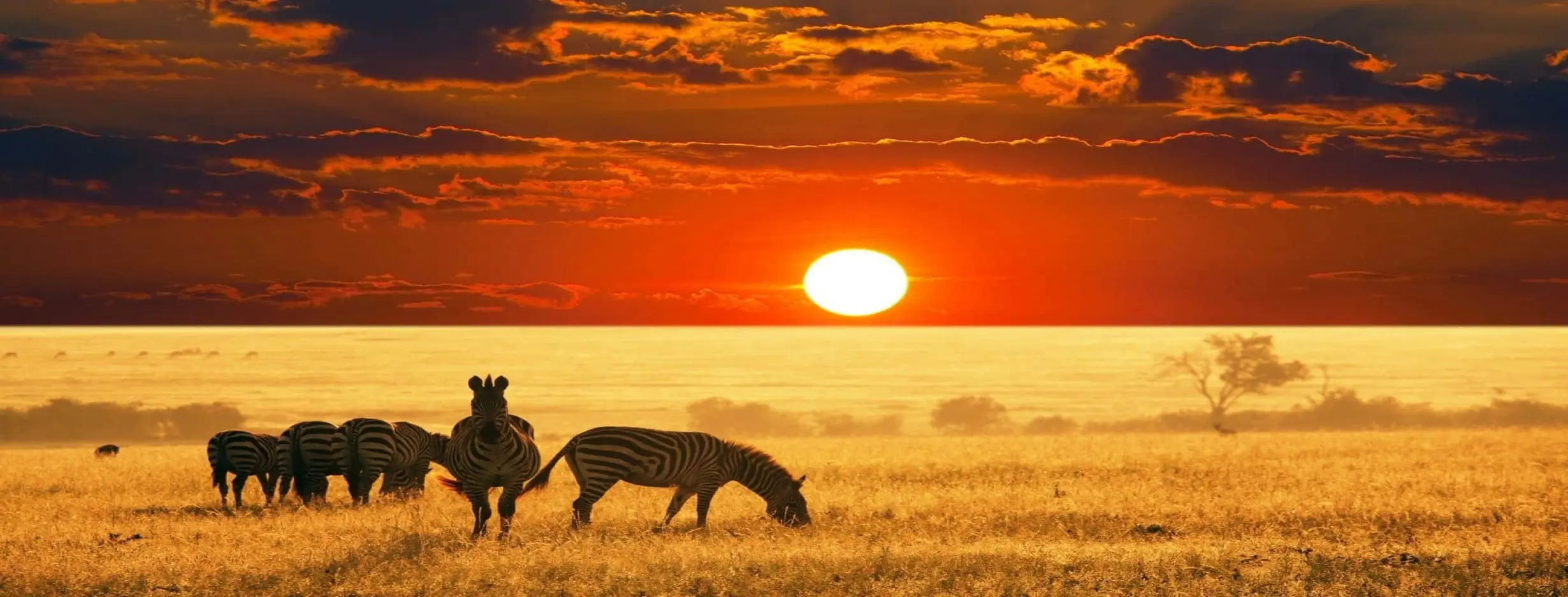 Image for Sunset Safari